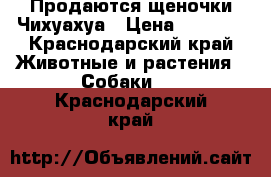 Продаются щеночки Чихуахуа › Цена ­ 5 000 - Краснодарский край Животные и растения » Собаки   . Краснодарский край